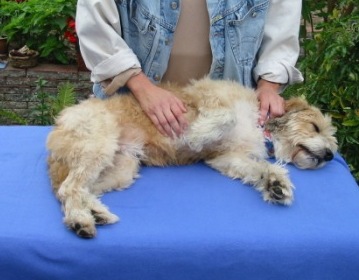 reiki bij hond